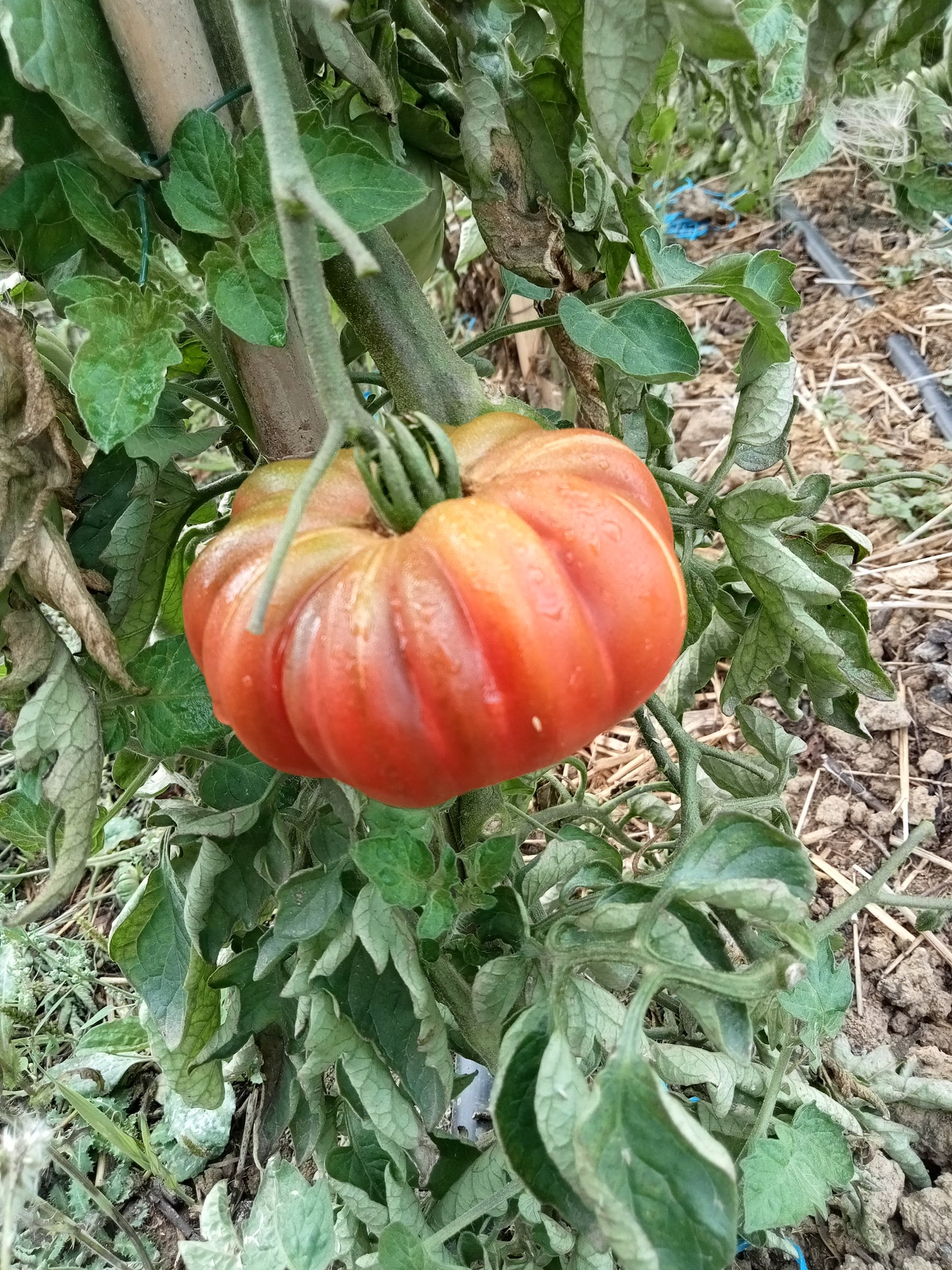 Tomate Calabash pourpre