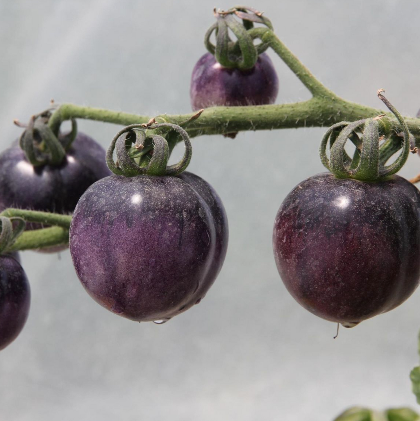 Tomate Osu blue