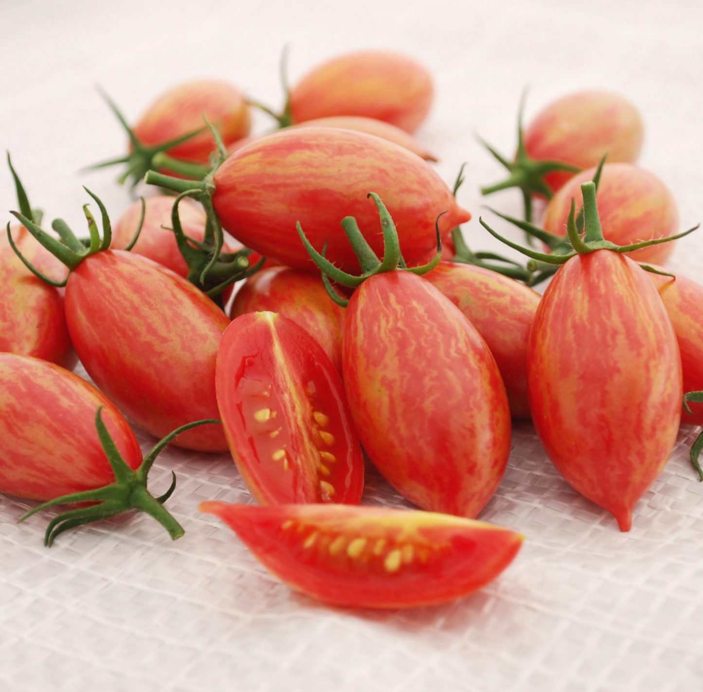 Tomate Cerise Pink tiger