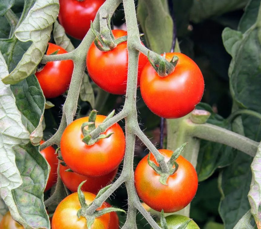 Tomate Cerise Délice du jardinier