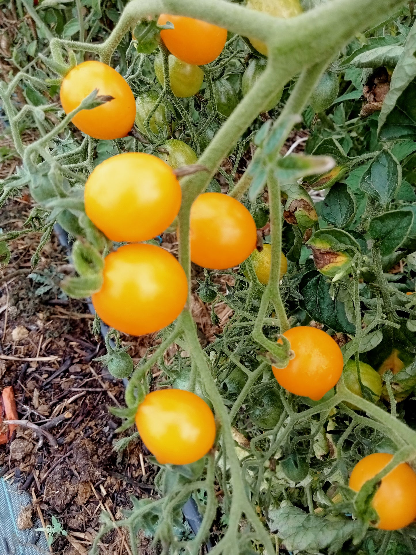 Tomate Cocktail clémentine