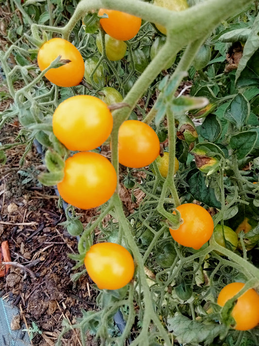 Tomate Cocktail clémentine