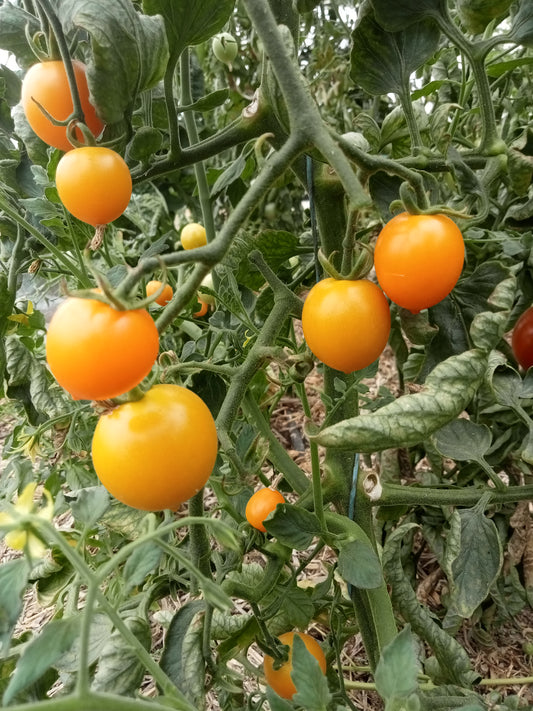 Tomate Cerise Figiel