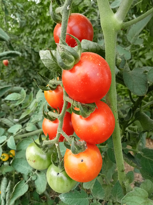 Tomate Cocktail Miel du Mexique