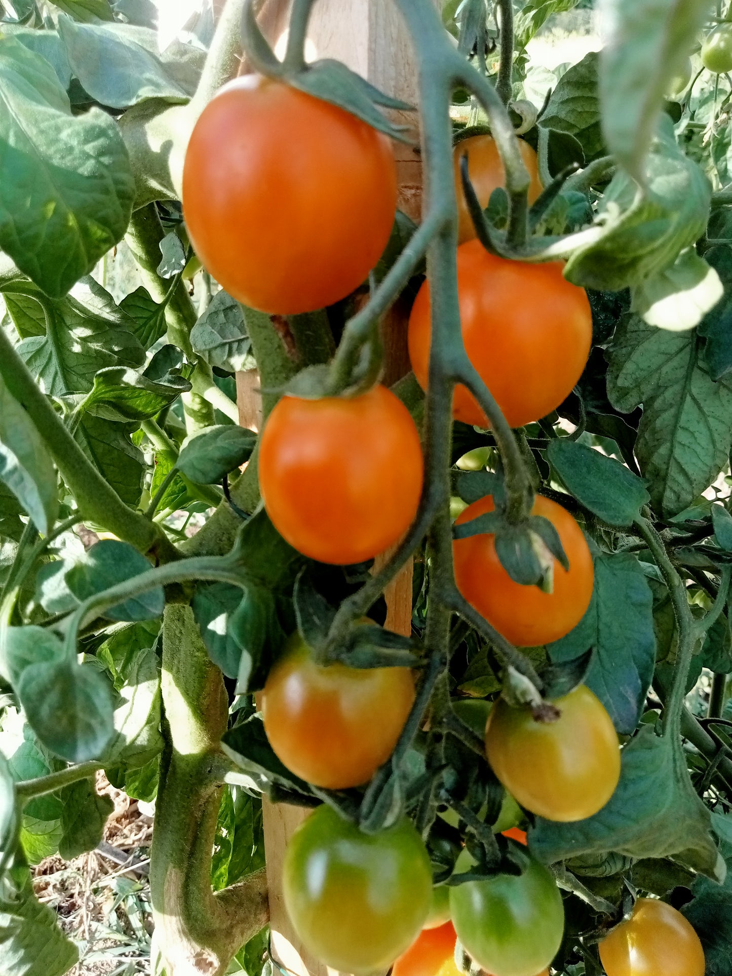 Tomate Cerise Orange Berry