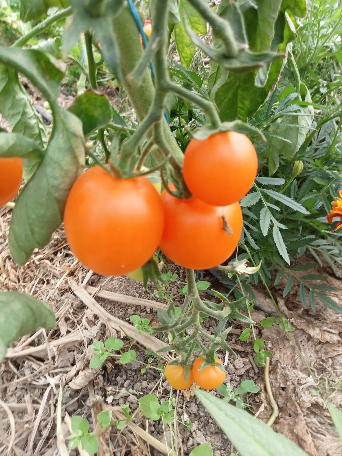 Tomate Cerise Orange Berry