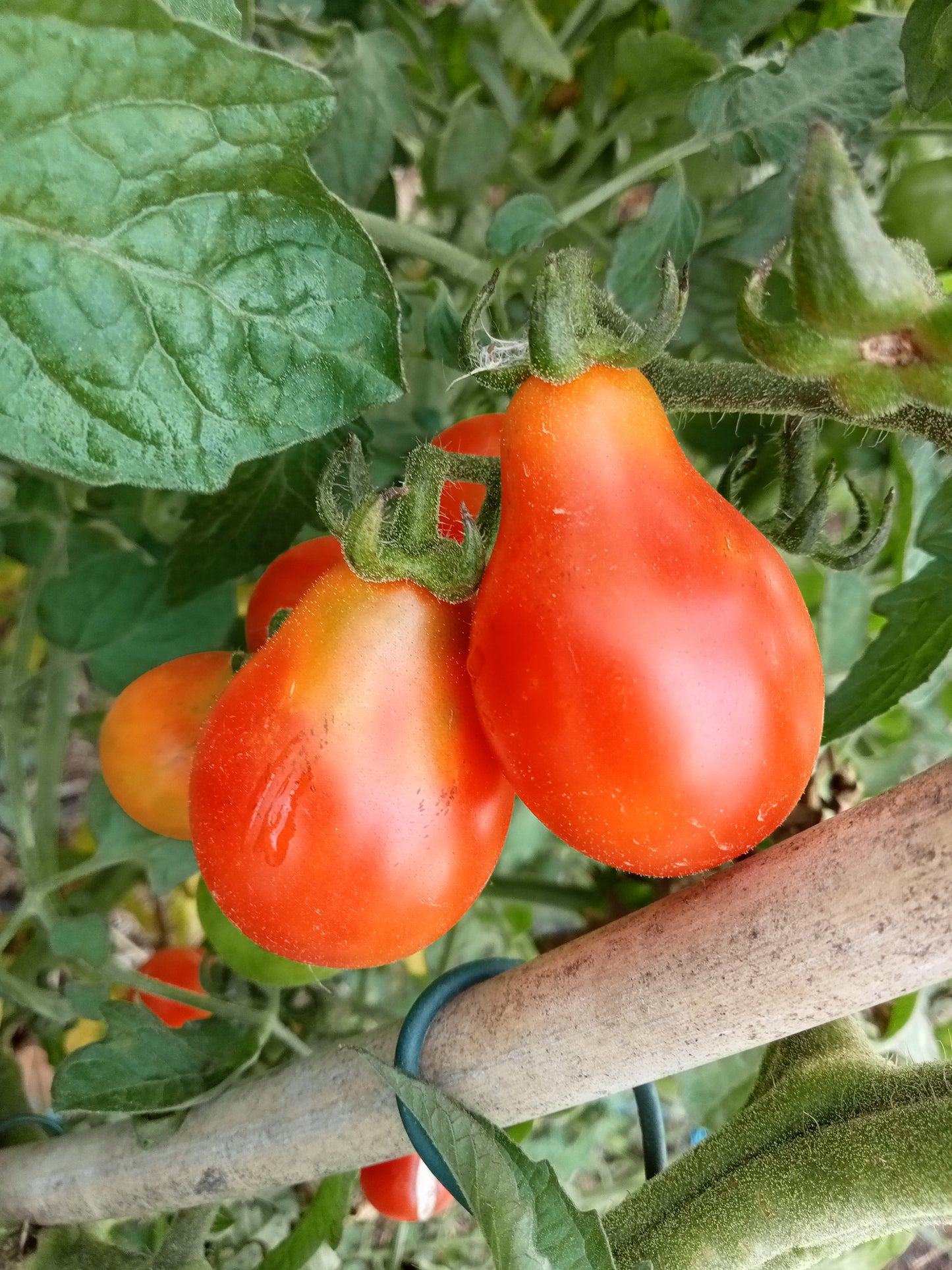 Tomate Cerise Poire rouge