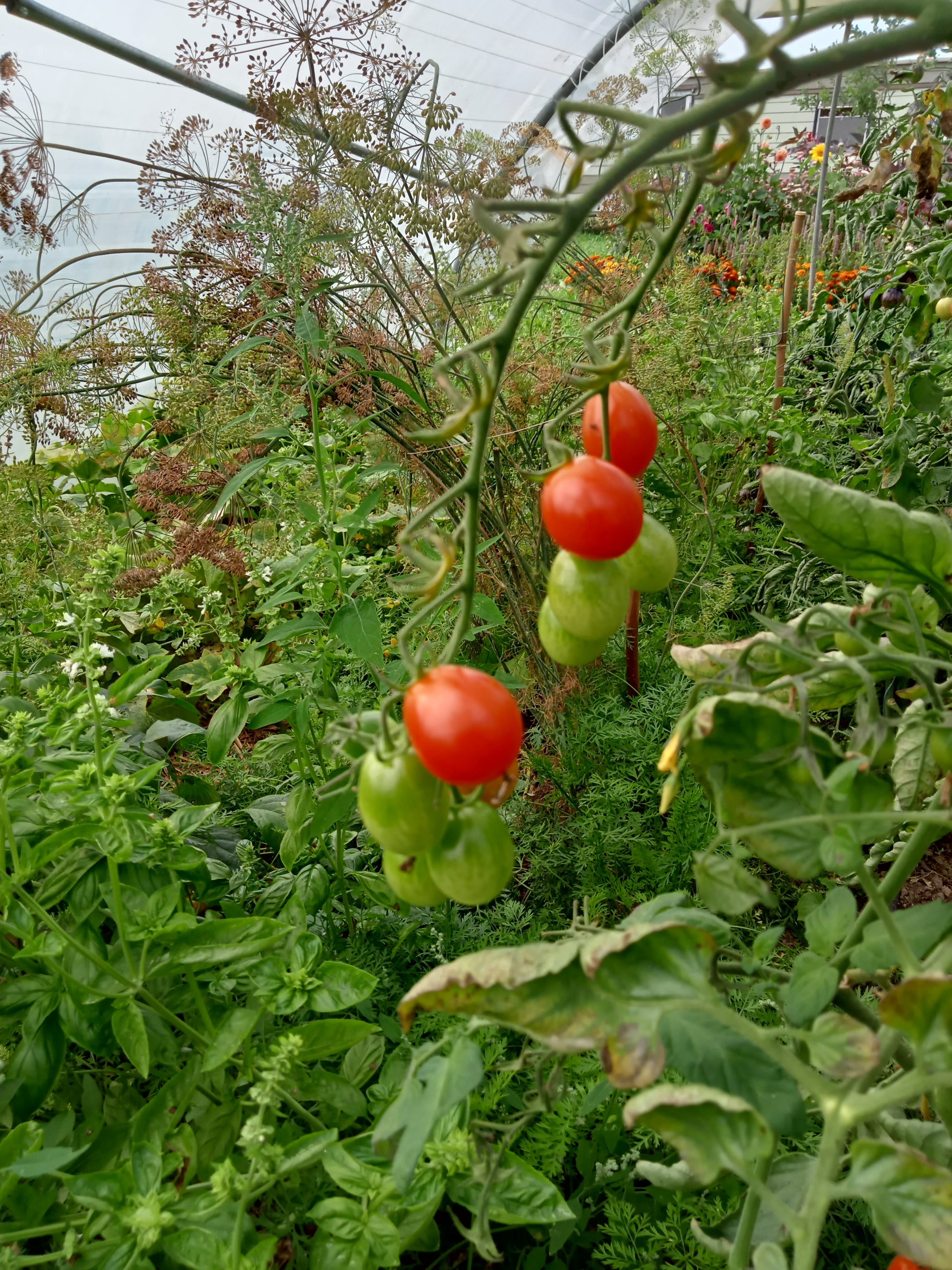 Coeur De Pigeon Tomate Coeur De Pigeon, Taubenherz Tomate 12 Tomate Cerise Coeur de Pigeon – GRAINES DE FLANDRE