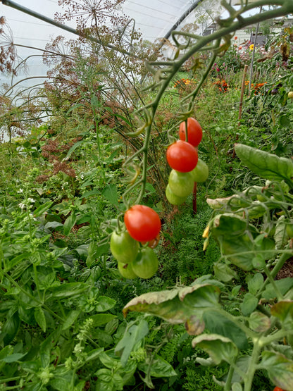 Tomate Cerise Coeur de Pigeon