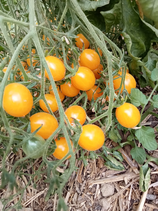 Tomate Cerise Mirabelle jaune