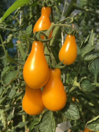 Tomate Cerise Poire jaune