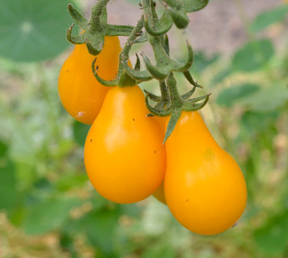 Tomate Cerise Poire jaune