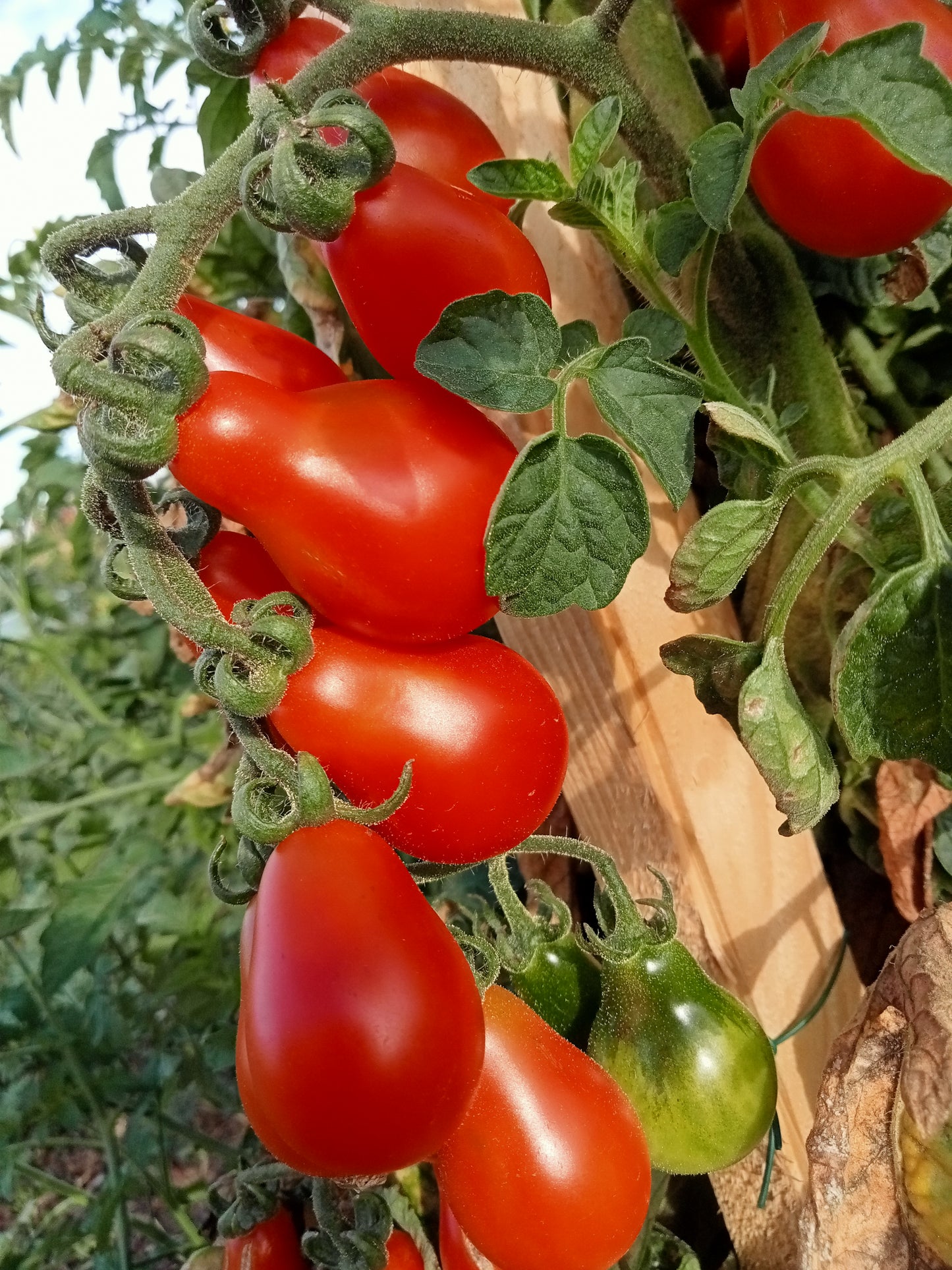Tomate Cerise Poire rouge
