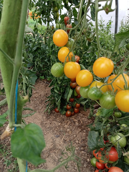 Tomate Cerise Summertime Yellow