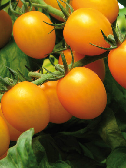 Tomate Cerise Summertime Yellow