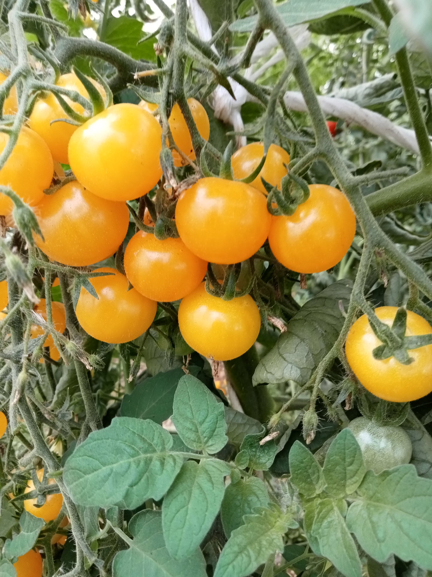 Tomate Cerise Sun baby
