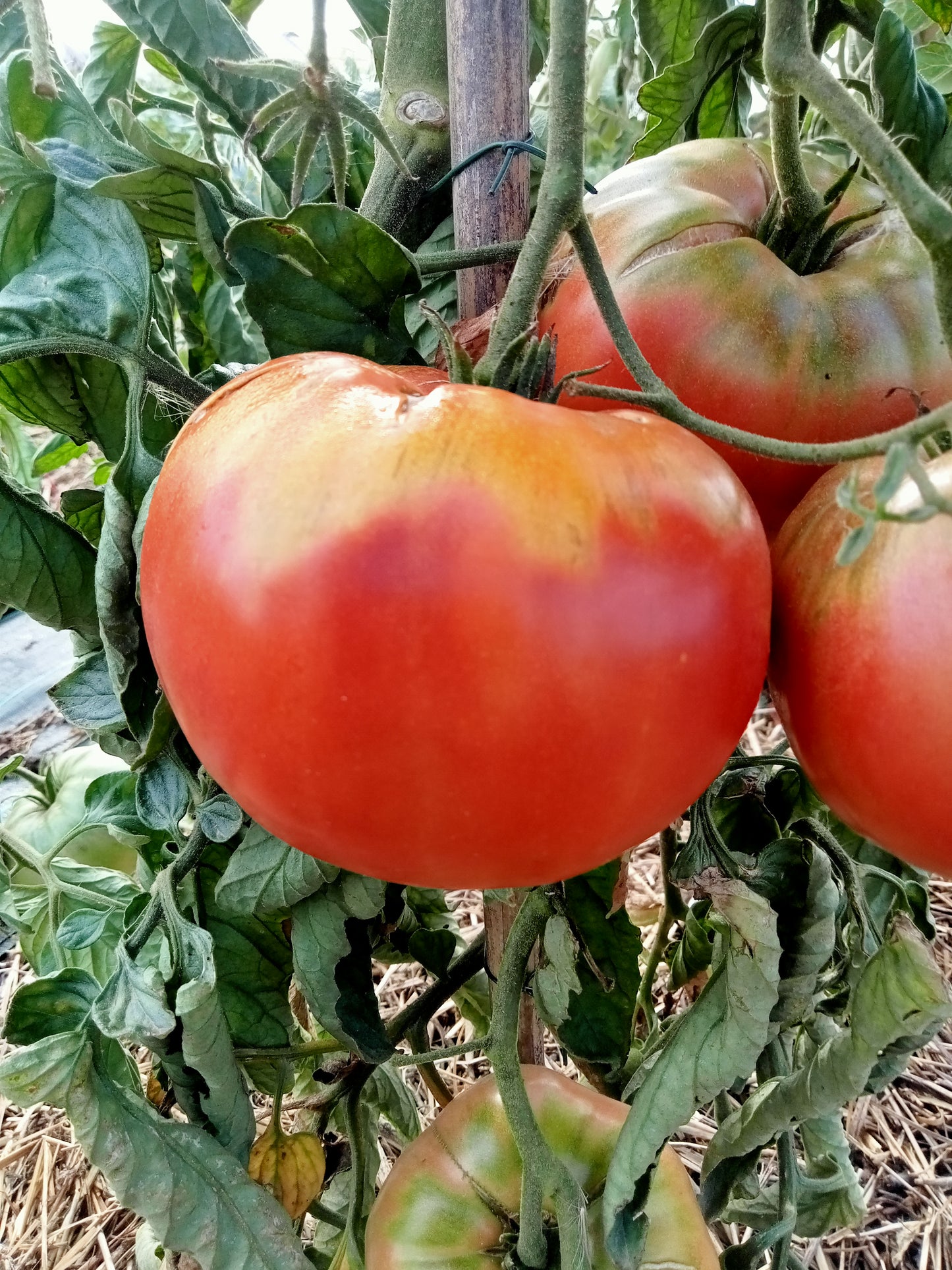 Tomate Cherokee