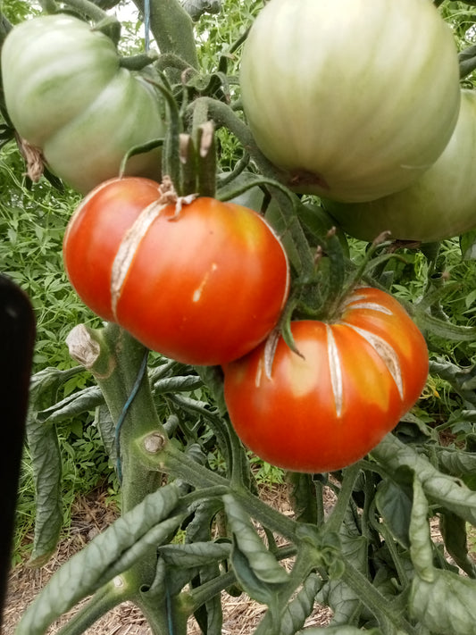 Tomate Chocolate Champion