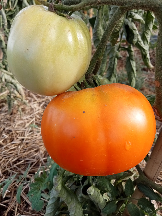 Tomate Citron Géant