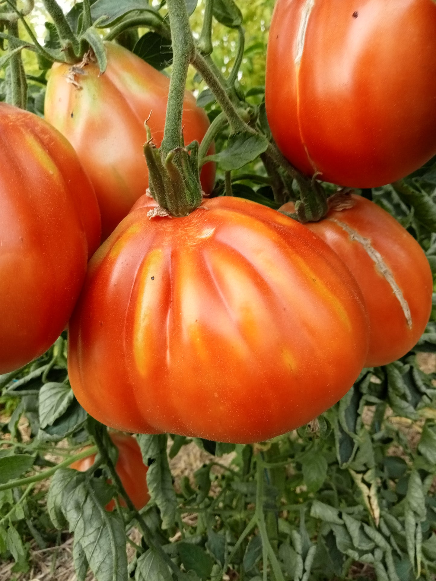Tomate Coeur de boeuf d'albanga