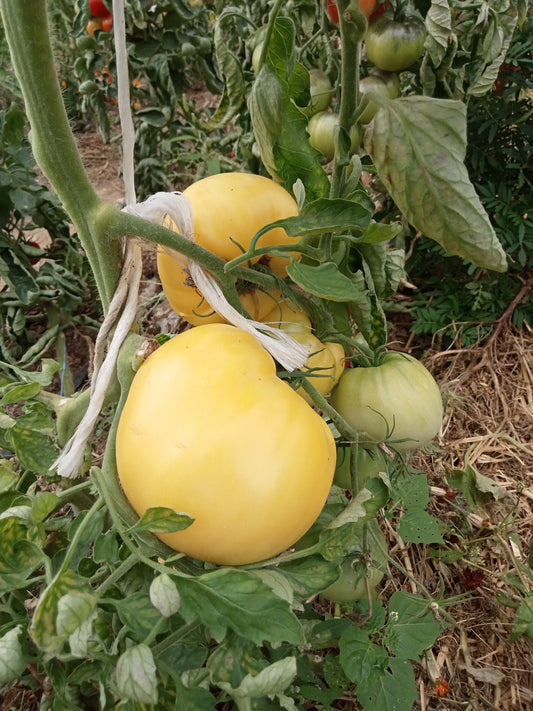 Tomate Coeur de boeuf blanc