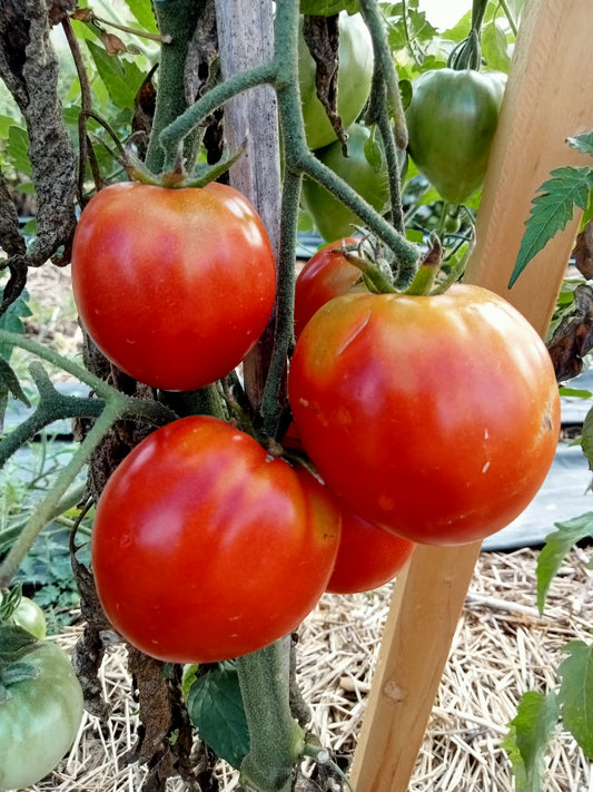 Tomate Coeur de boeuf Oxheart
