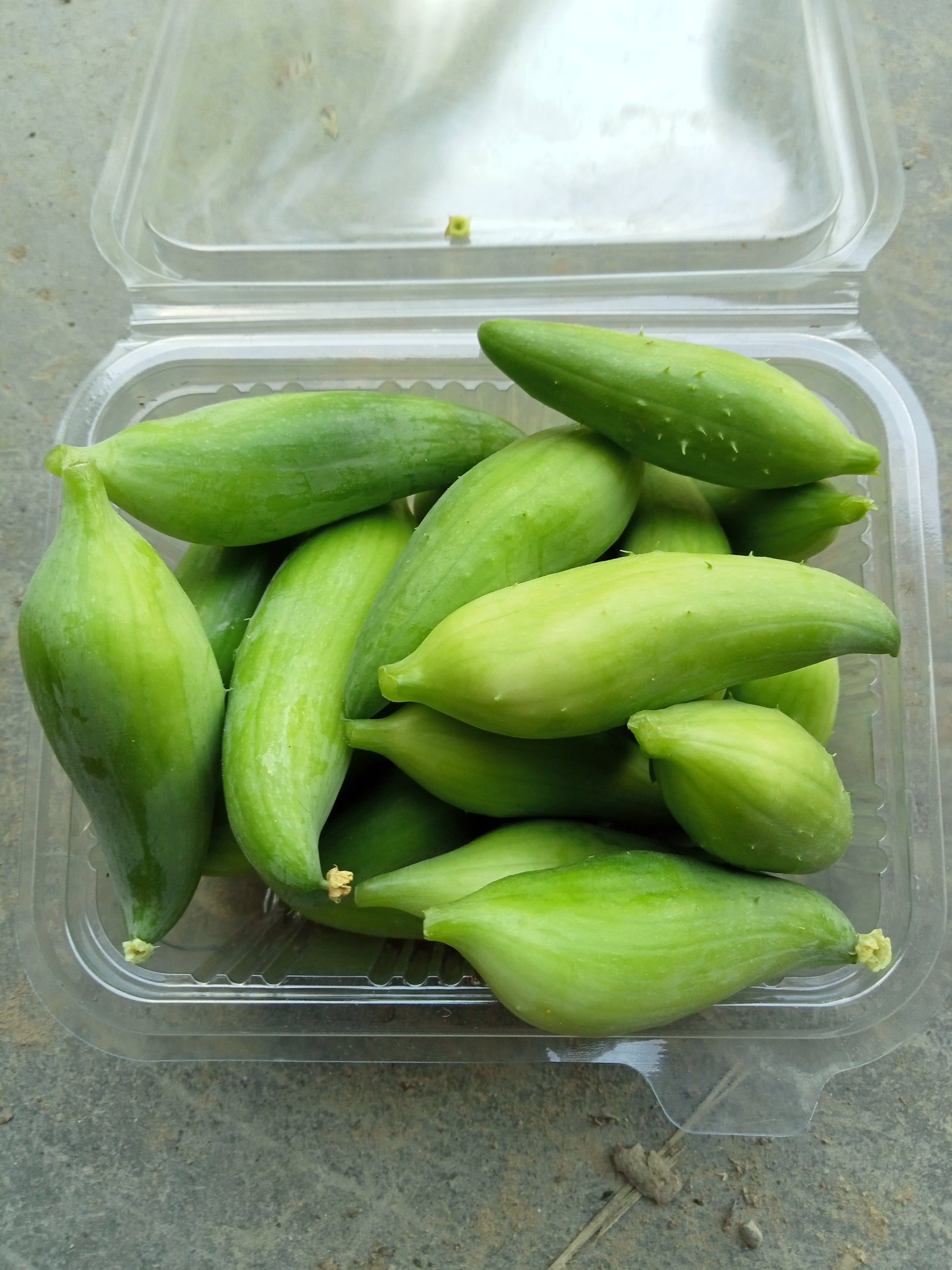 (Cyclanthera pedata)  Plante grimpante décorative, au feuillage vert clair très découpé, donnant de nombreux petits fruits comestibles. Récoltés jeunes (3-5 cm), ils se consomment au vinaigre ou cuits en vinaigrette, en soupe, en mélange avec d'autres légumes. 