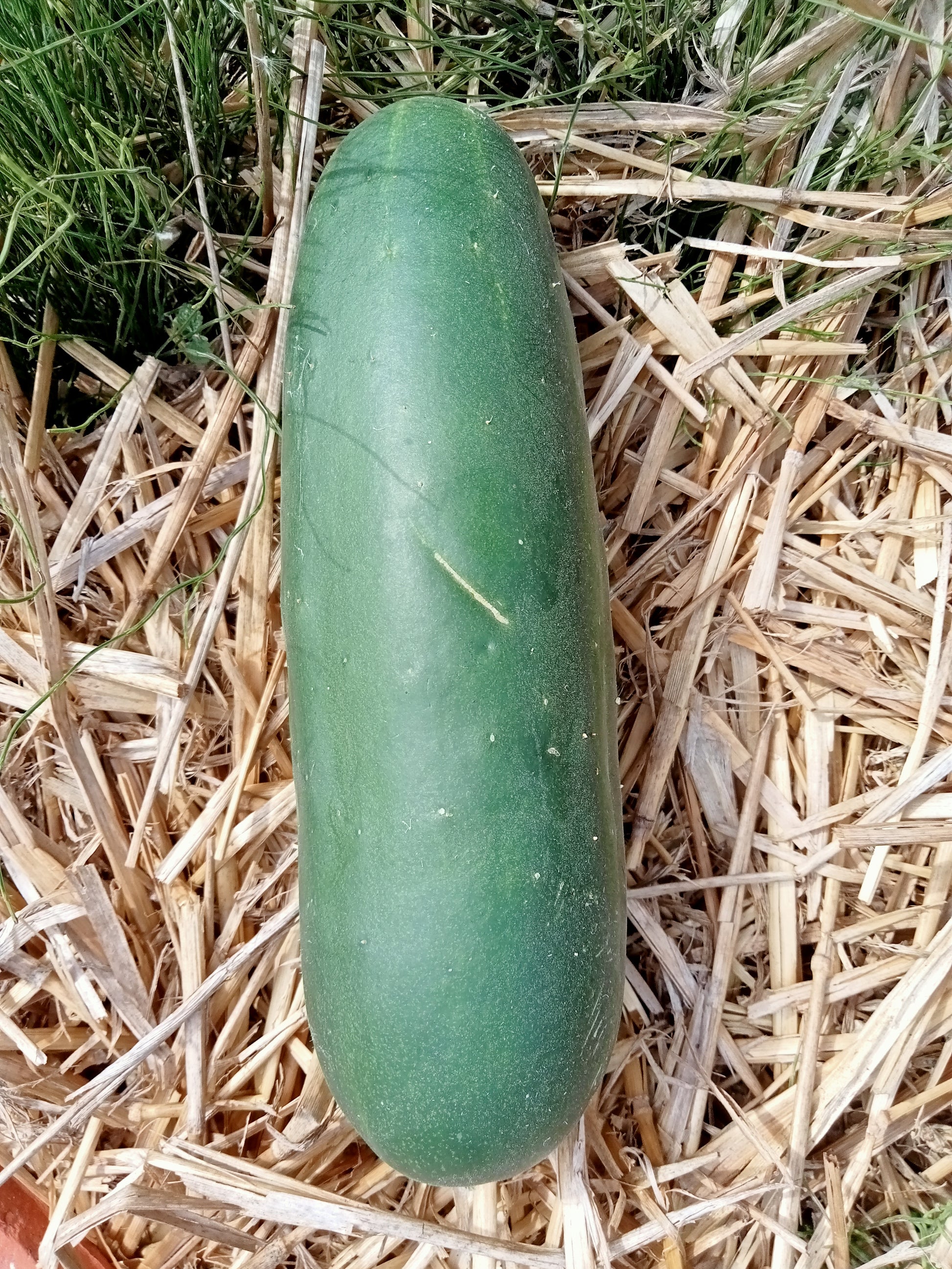 (Cucumis sativus)  Variété très robuste pour culture de pleine terre ou sous abri. Fruit exempt d'amertume, vert foncé, lisse, de 20-25cm de long. Résistant à diverses maladies.   Semis avril - mai