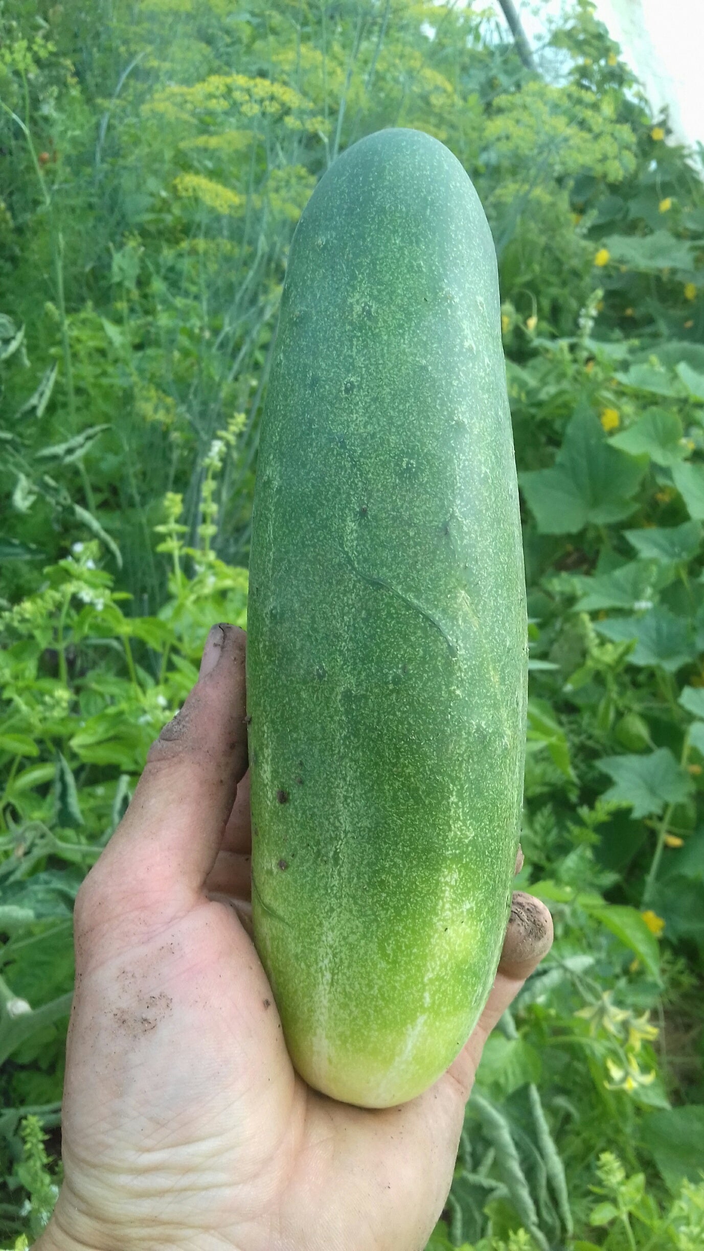 (Cucumis sativus)  Variété vigoureuse et productive donnant de longs fruits presque sans épine, très verts. Chair blanche, ferme et croquante.  Semis avril - mai