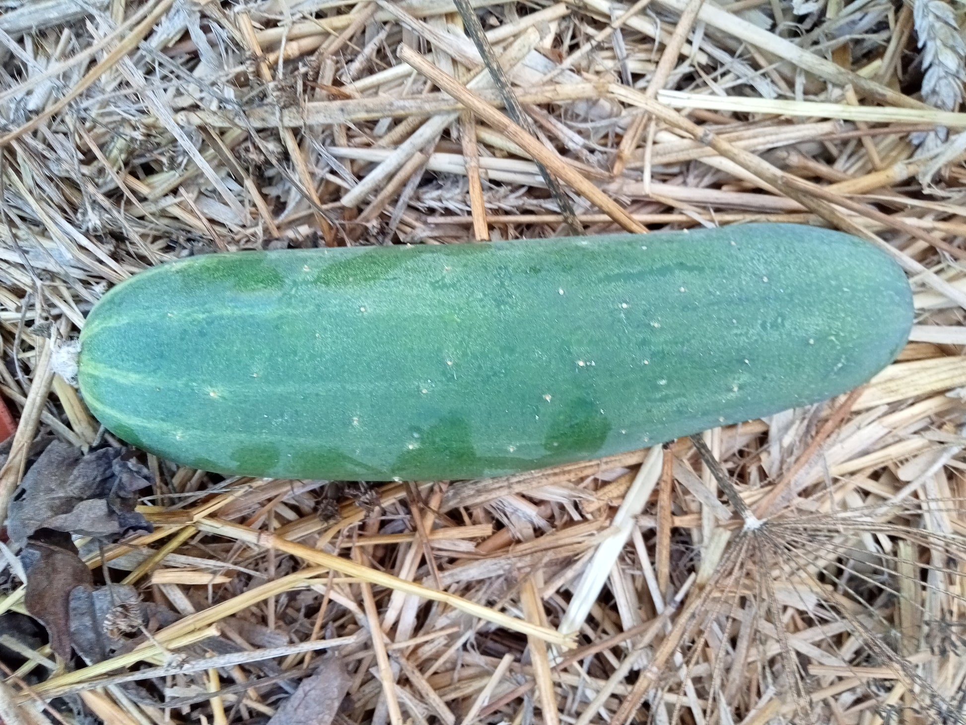 (Cucumis sativus)  Variété vigoureuse et productive donnant de longs fruits presque sans épine, très verts. Chair blanche, ferme et croquante.  Semis avril - mai