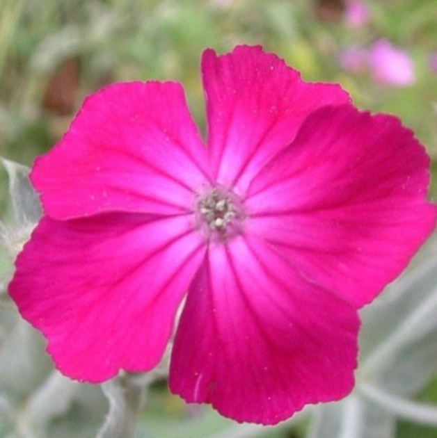 (Lychnis coronaria)  Plante au feuillage argenté et duveteux portant en été des bouquets de fleurs rouge pourpre, de couleur vive. Aime le soleil. S'accommode de sols pauvres et arides et se ressème facilement. Belle association avec les roses anciennes.  Semis Avril