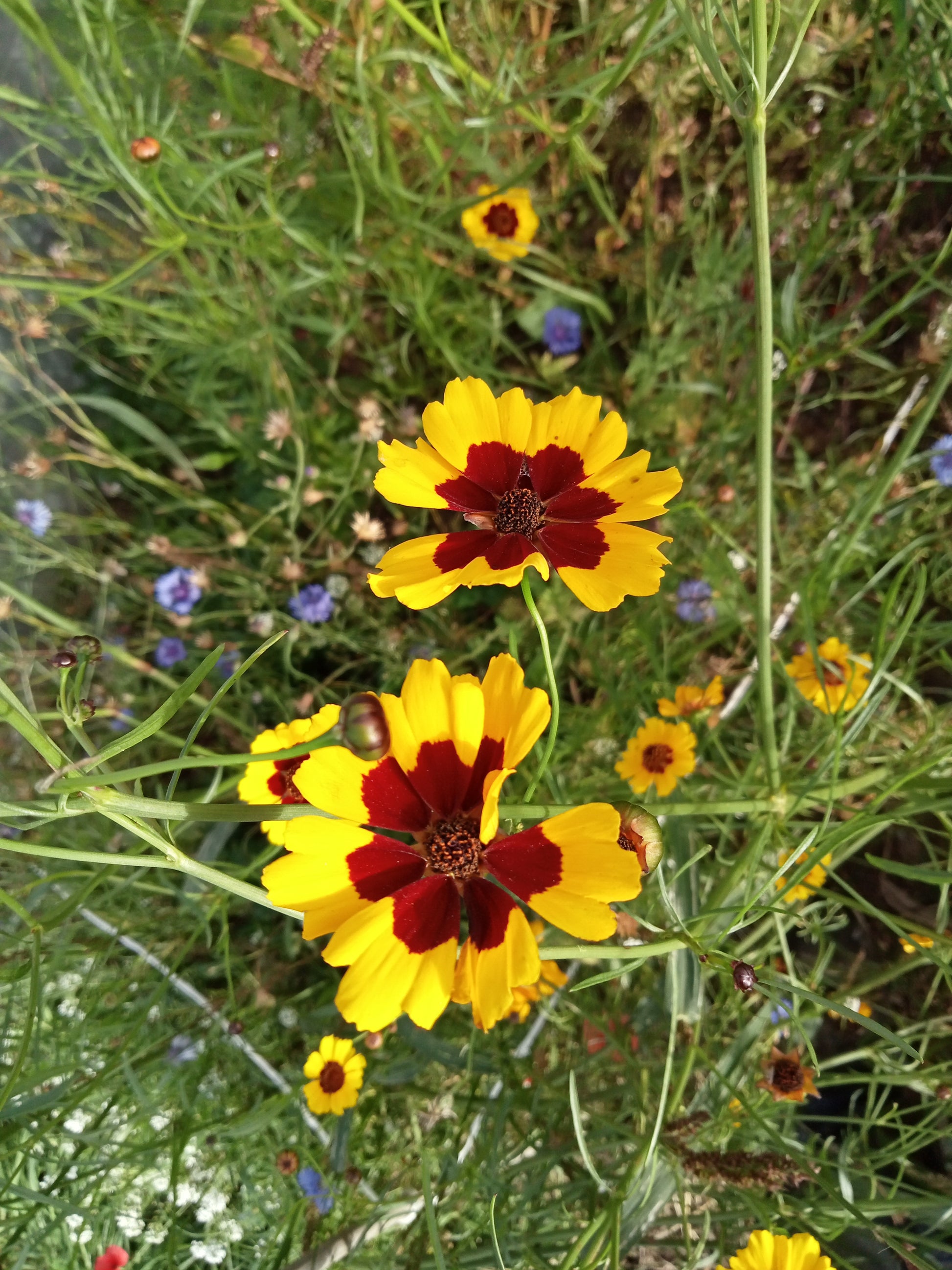 (Coreopsis tinctoria)  Variété de fleur annuelle à port buissonnant très appréciée en massif aux belles rosettes jaunes au cœur bordeaux. Hauteur jusqu'à 1m et largeur de 50cm à maturité. Bonne fleur à couper. Utilisé pour la teinture jaune orangée.  Semis mars à juin