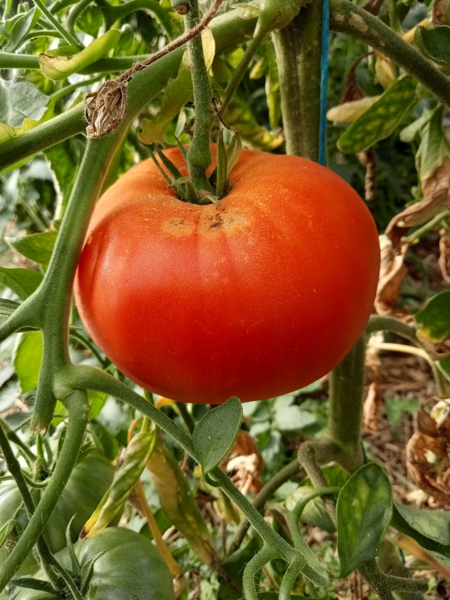 Tomate Cosmonaute Volkov