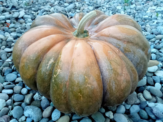 (Cucurbita moschata)  Variété très coureuse assez tardive. Fruits sphériques, aplatis, à côtes très profondes, de couleur vert foncé. La peau lisse, assez tendre, prend une coloration ocre à maturité ou après quelques temps de stockage. Chair ferme, très épaisse, orange vif, légèrement sucrée et musquée, parfumée, de très bonne qualité. S'utilise en gratin, pain, purée, potage, tourte...  Semis Avril-Mai
