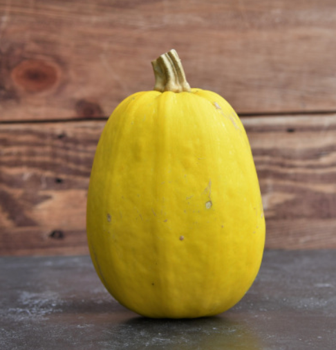 (Cucurbita pepo)  Variété coureuse aux fruits ovo des à oblongs de couleur blanchâtre à jaunâtre à maturité. La chair est peu épaisse, jaune clair, donne après cuisson des filaments fermes que l'on consomme comme des spaghetti. Ceux- ci se préparent à la sauce tomate, en gratin, à la crème...  Semis Avril-Mai