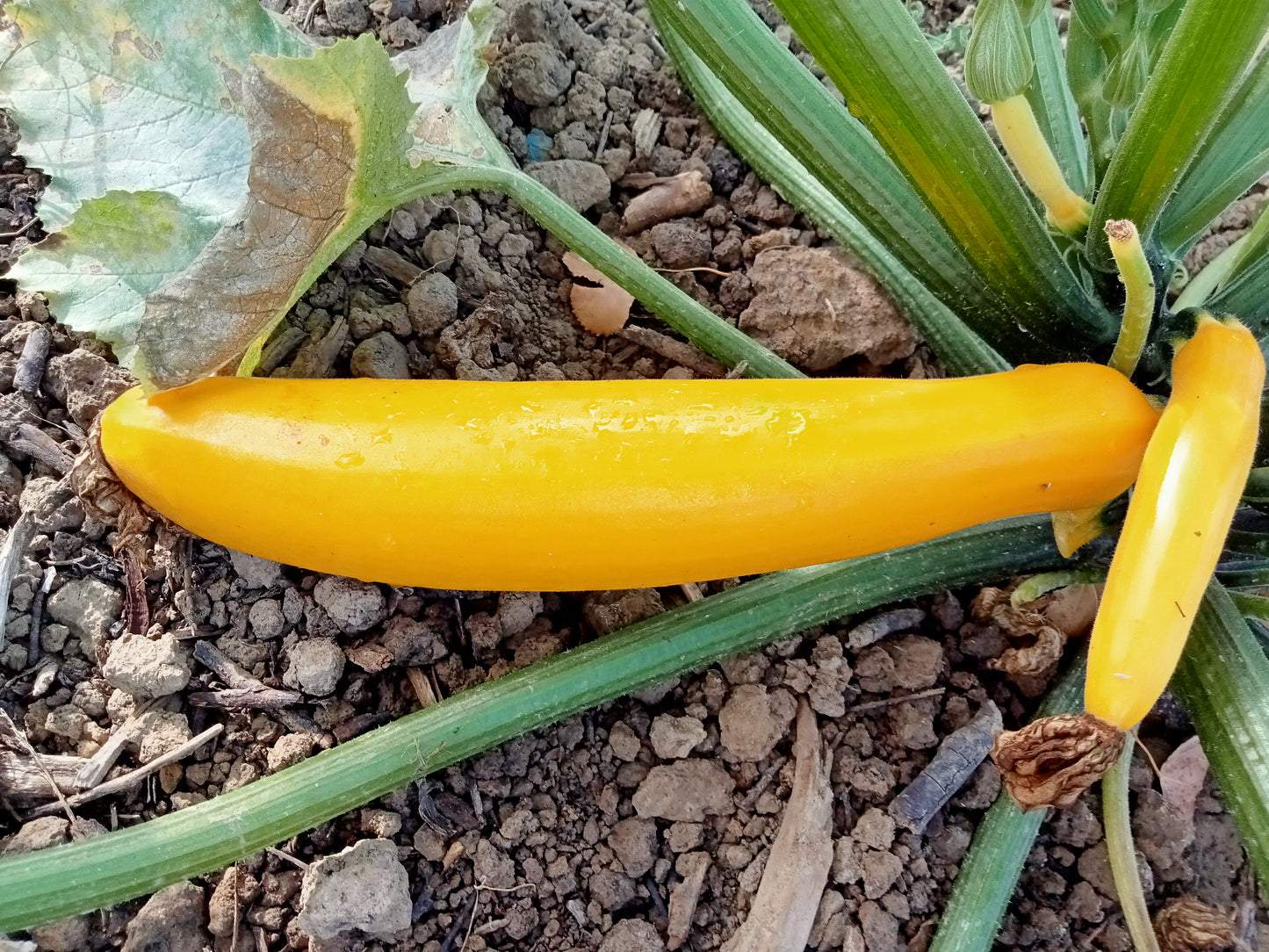 (Cucurbita Pepo)  Variété productive aux fruits longs, tendres, jaune or. Culture facile.  Semis Avril à Juin