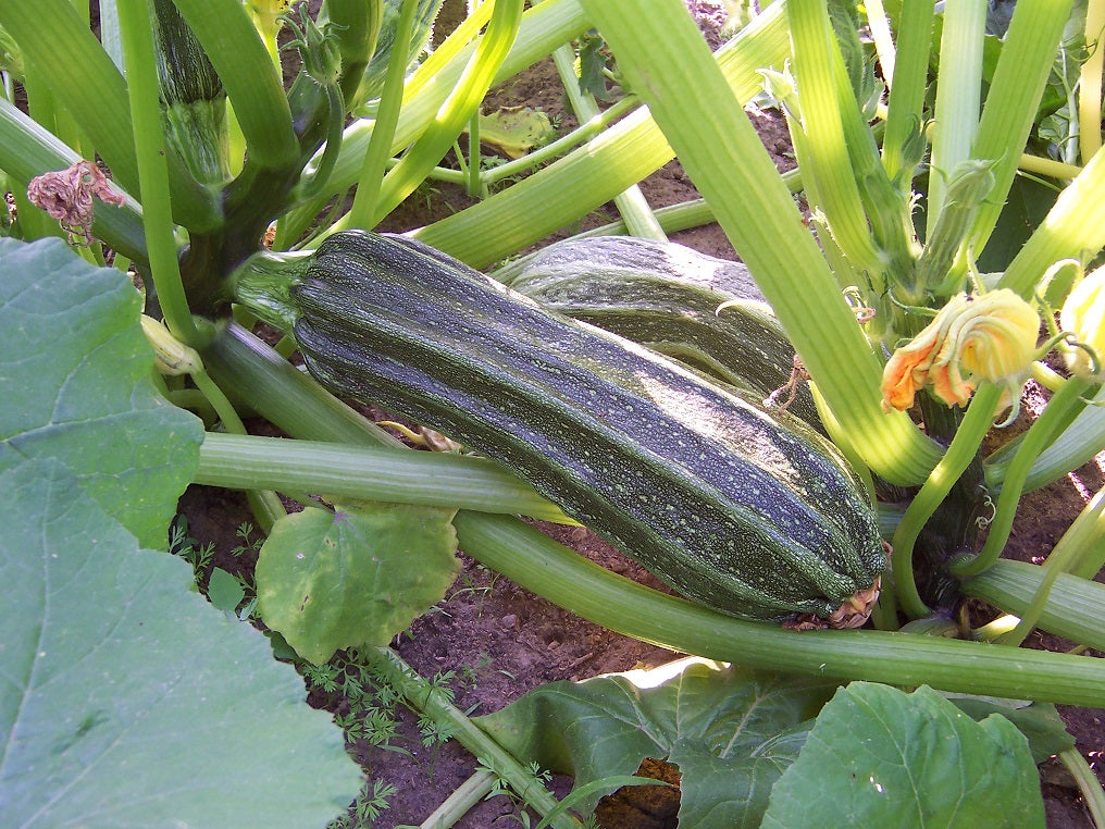 (Cucurbita Pepo)  Petits et fins (environ 15cm) fruits verts côtelés et striés de lignes plus claires. Chair ferme pour une consommation cuite ou crue.  Semis Avril à Juin