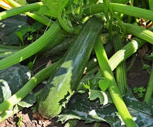 (Cucurbita Pepo)  Variété à fruit vert foncé atteignant 70cm de hauteur. Sa chair est de très bonne qualité gustative.  Semis Avril à Juin