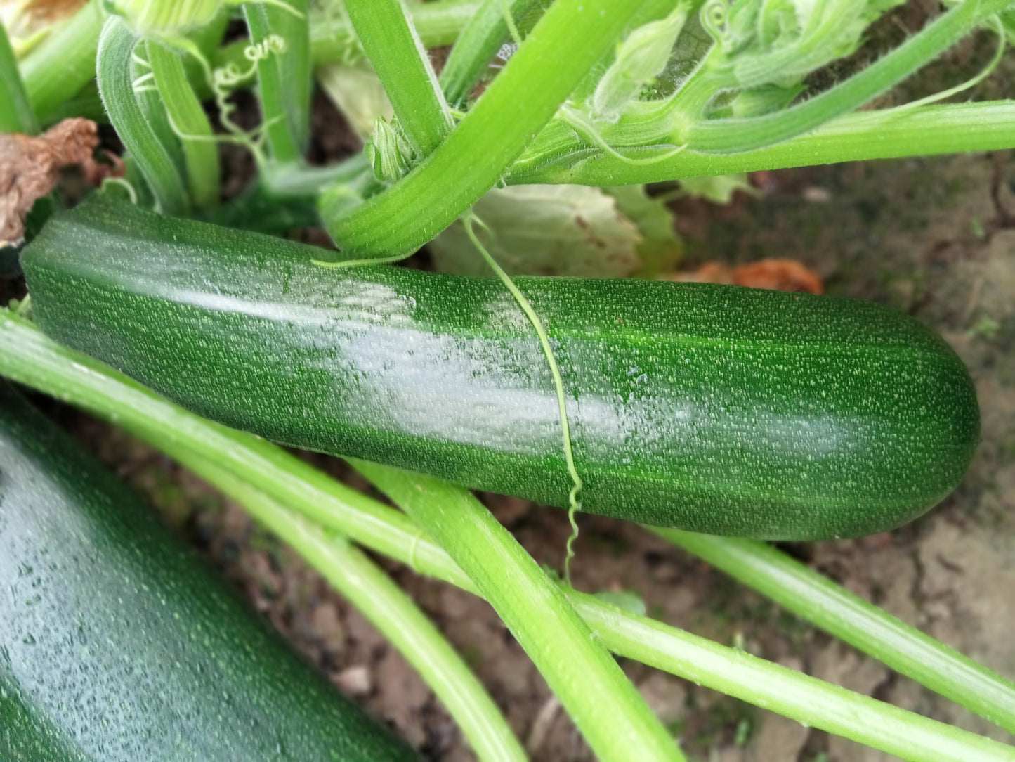 (Cucurbita Pepo)  Variété non coureuse à port dressé. Ses fruits en forme de massue sont de couleur verte striée de blanc crème. On la consomme cuite en ratatouille, farcie ou en gratin.  Semis Avril à Juin