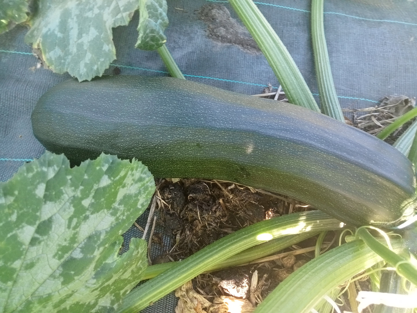 (Cucurbita Pepo)  Variété non coureuse à port dressé. Ses fruits en forme de massue sont de couleur verte striée de blanc crème. On la consomme cuite en ratatouille, farcie ou en gratin.  Semis Avril à Juin