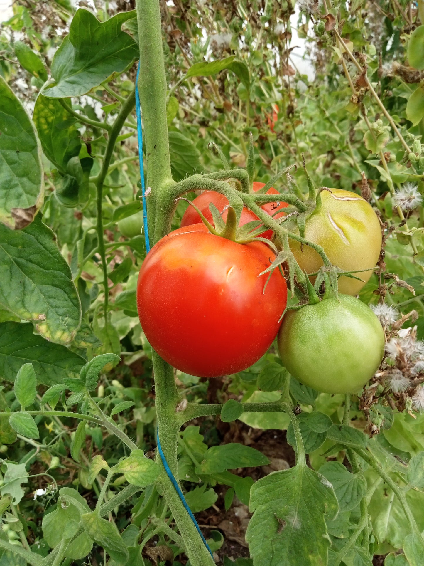 Tomate Double rich