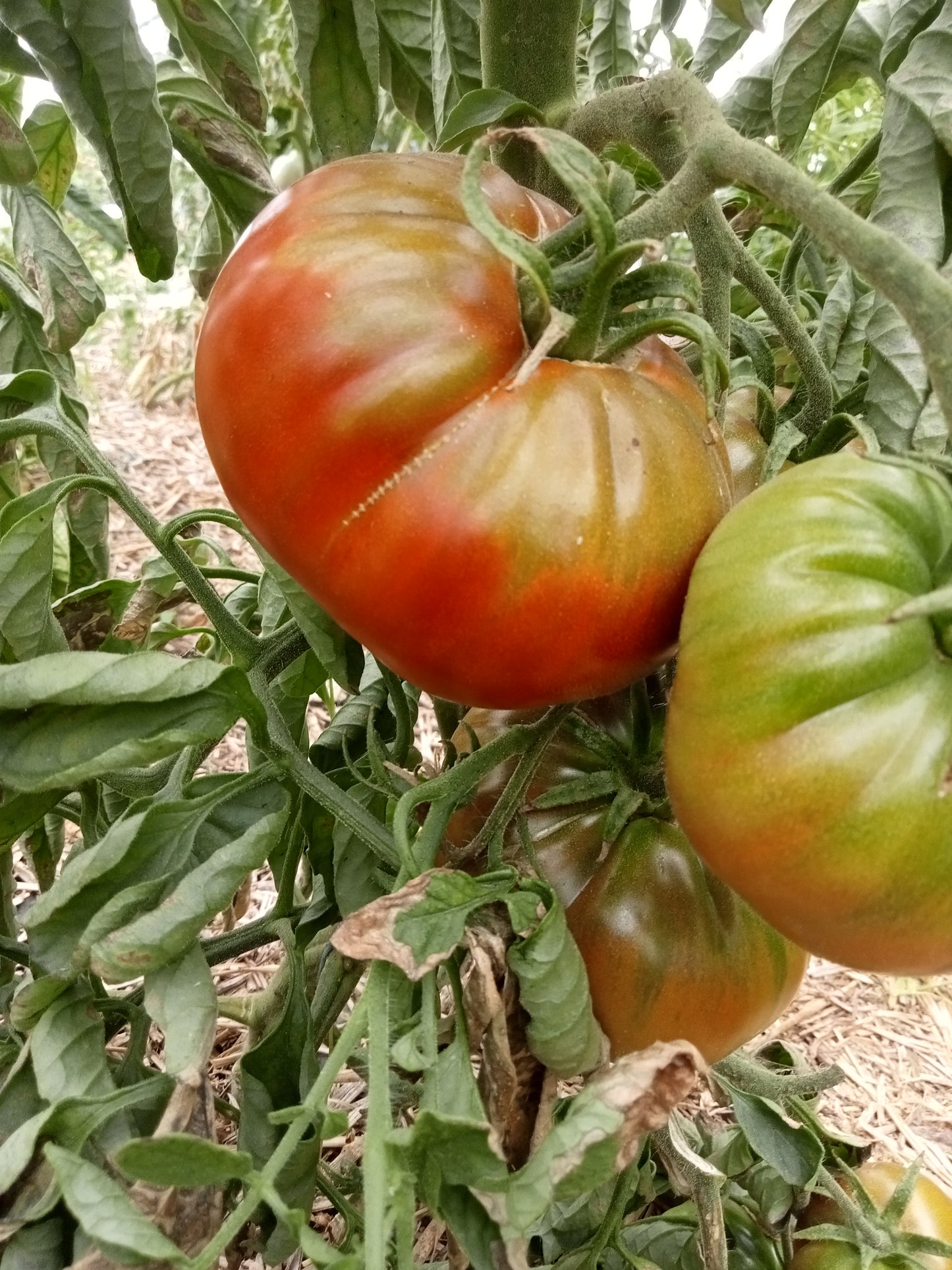 Tomate Gigant kuby