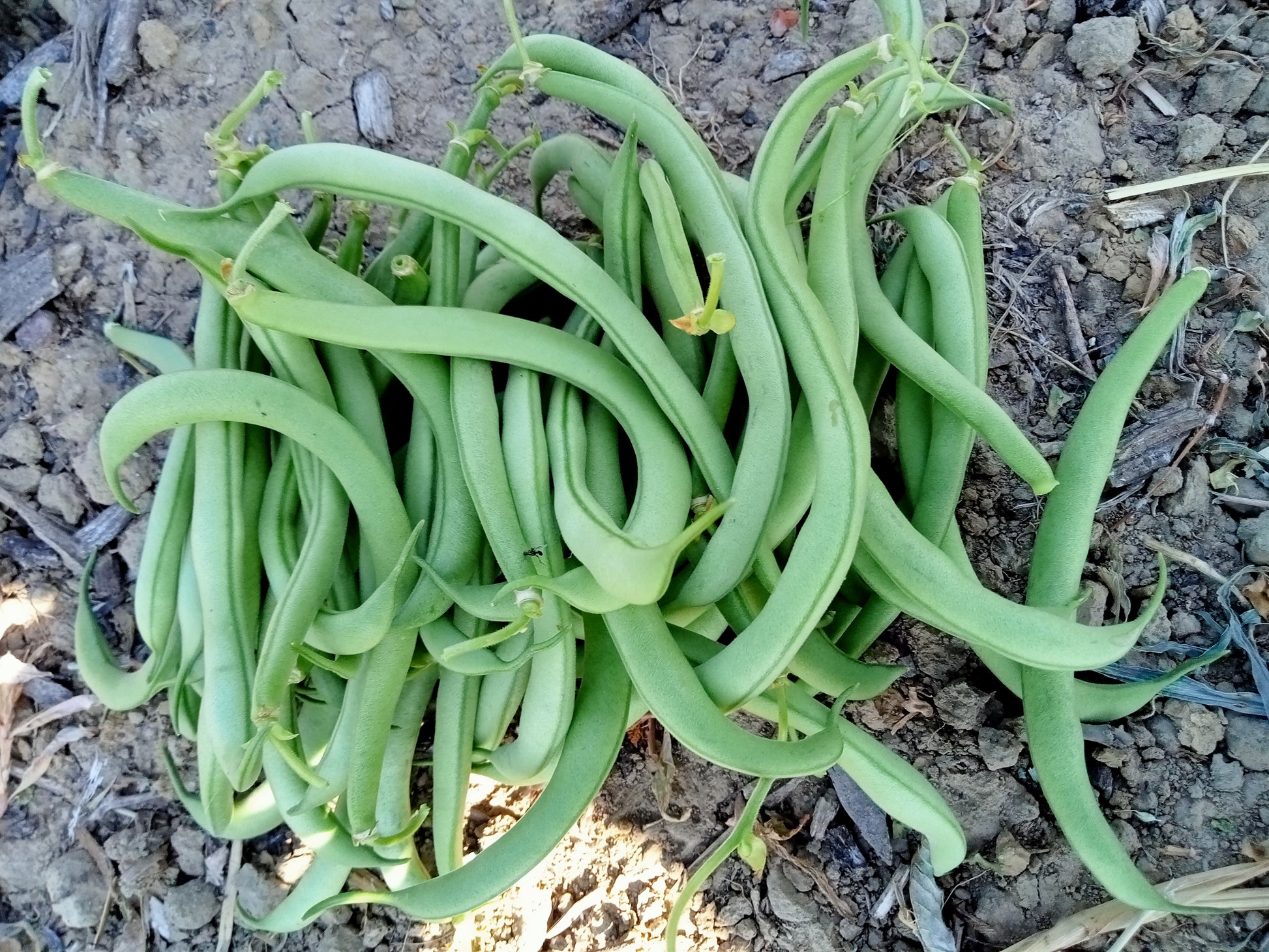 (Phaseolus vulgaris)  Cette variété offre un très fort rendement, se récolte hâtivement. Cette variété peut se consommer fraîche ou en conserve et s'adapte parfaitement à la congélation.  Semis mai à juillet