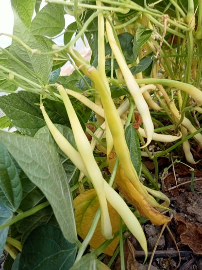 (Phaseolus vulgaris)  Variété de haricot beurre, mi-précoce et vigoureuse. Longues gousses jaunes, charnues. Sans fil.  Semis mai - juin
