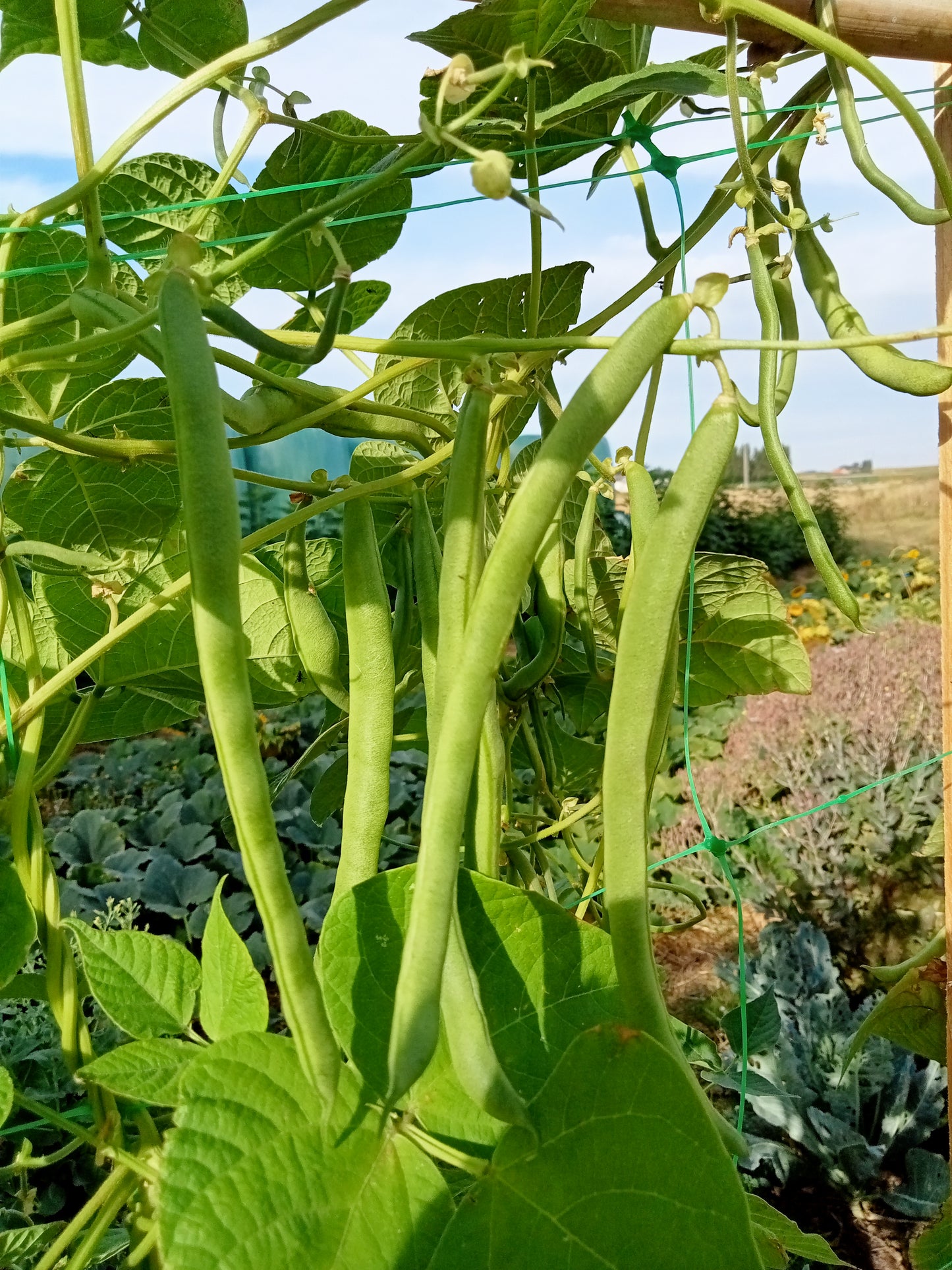 (Phaseolus vulgaris)  Variété rustique, hâtive et productive. Longues gousses, vertes, charnues, fondantes, absolument sans fil. Grain blanc.  Semis mai - juin