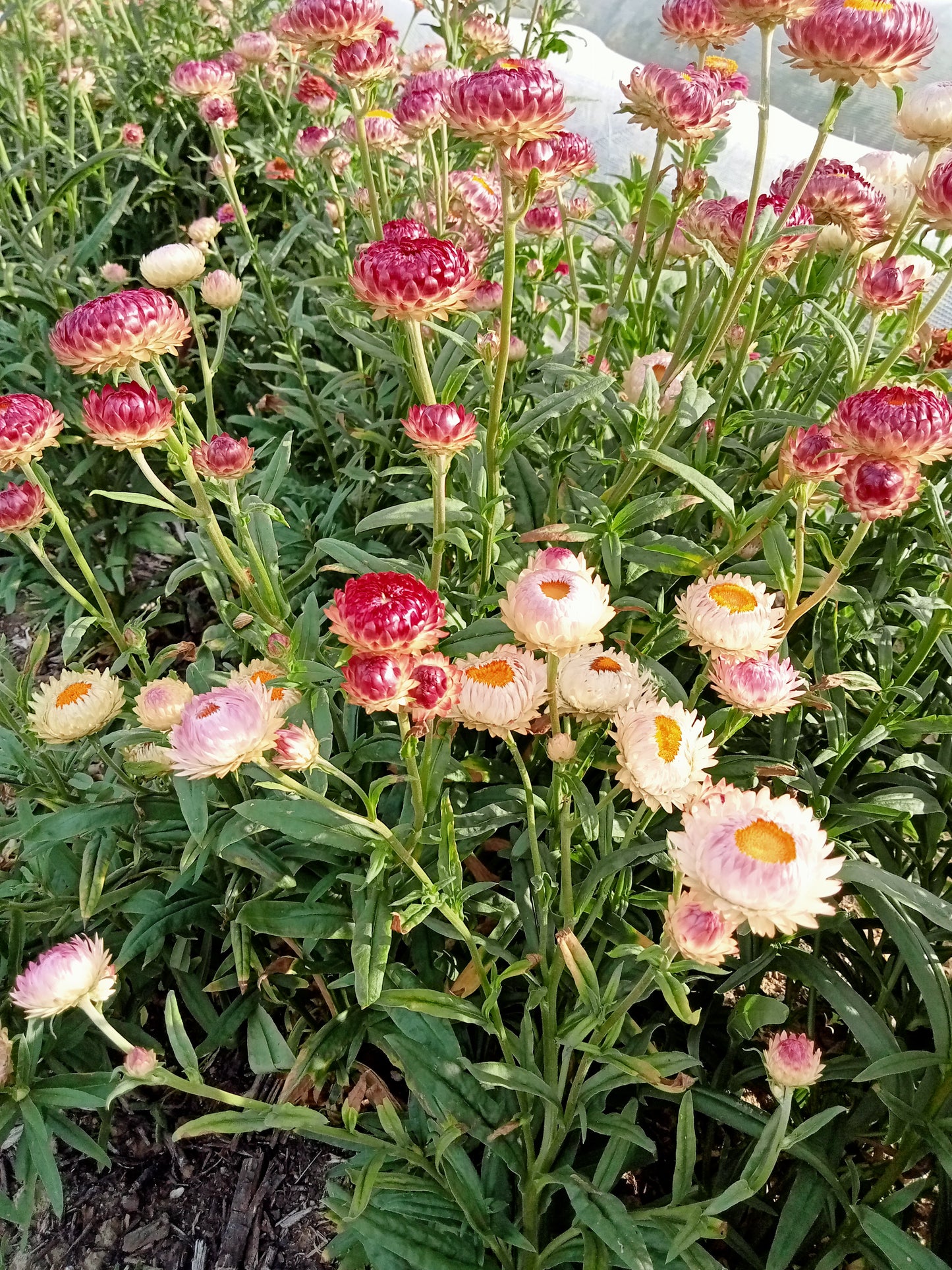 (Helichysum bracteacum)  Variété de fleur annuelle de massif de par sa petite taille (30cm) et son port compact. Mélange de fleurs de couleur blanche, rose, rouge et jaune. S'utilise aussi en bouquet séché.  Semis Mars à Mai