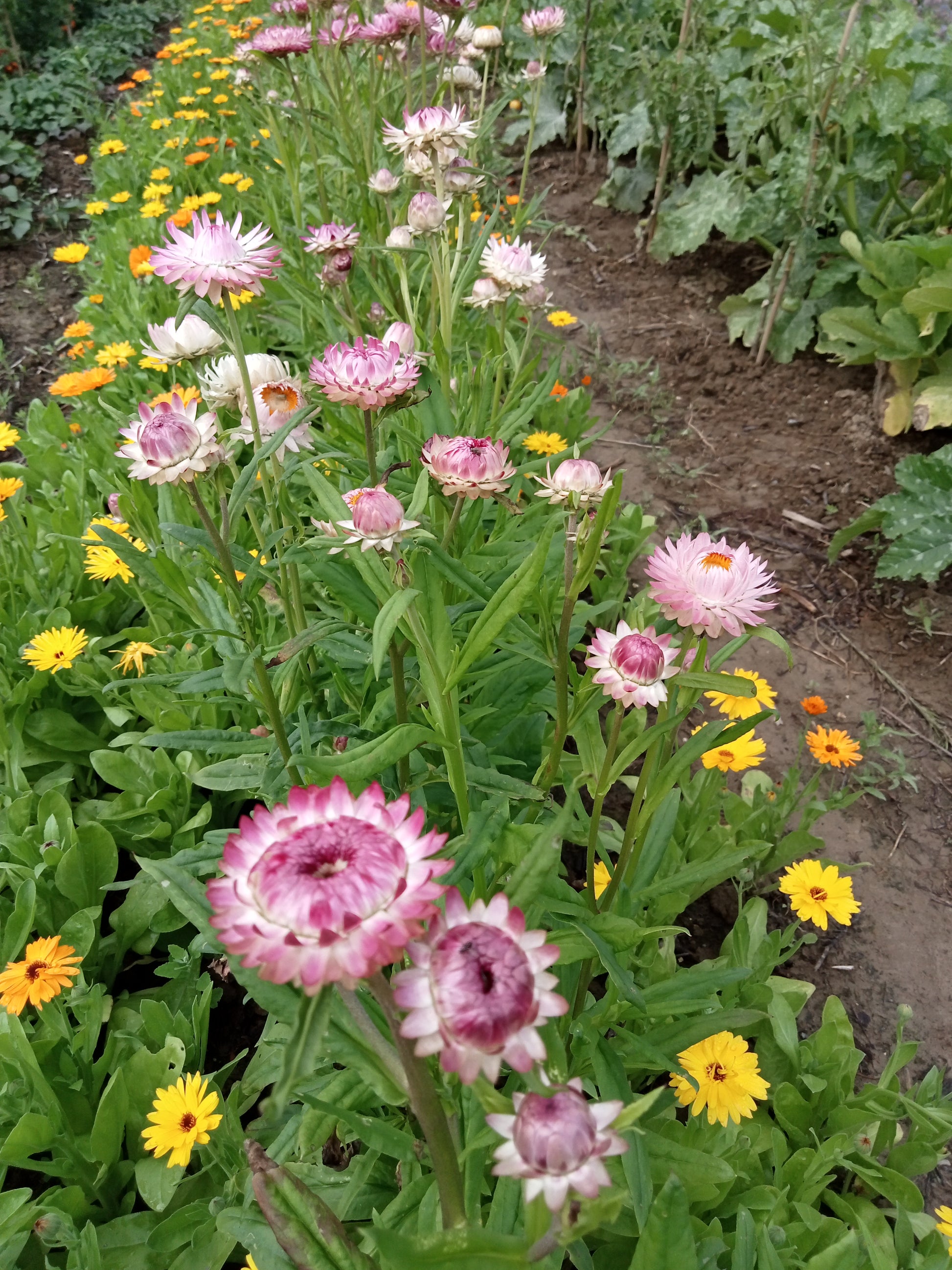 (Helichysum bracteacum)  Variété de fleur annuelle de massif de par sa petite taille (30cm) et son port compact. Mélange de fleurs de couleur blanche, rose, rouge et jaune. S'utilise aussi en bouquet séché.  Semis Mars à Mai