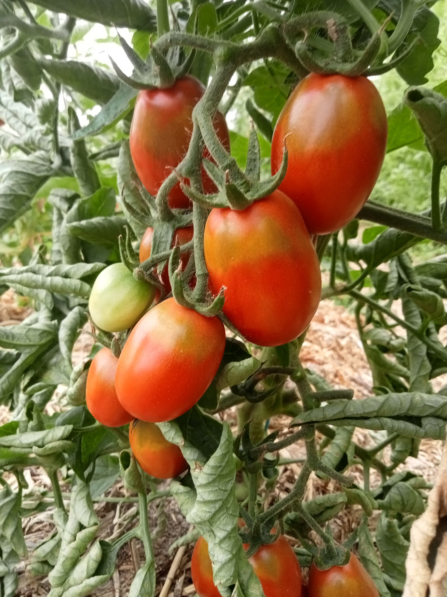 Tomate Italienne noire
