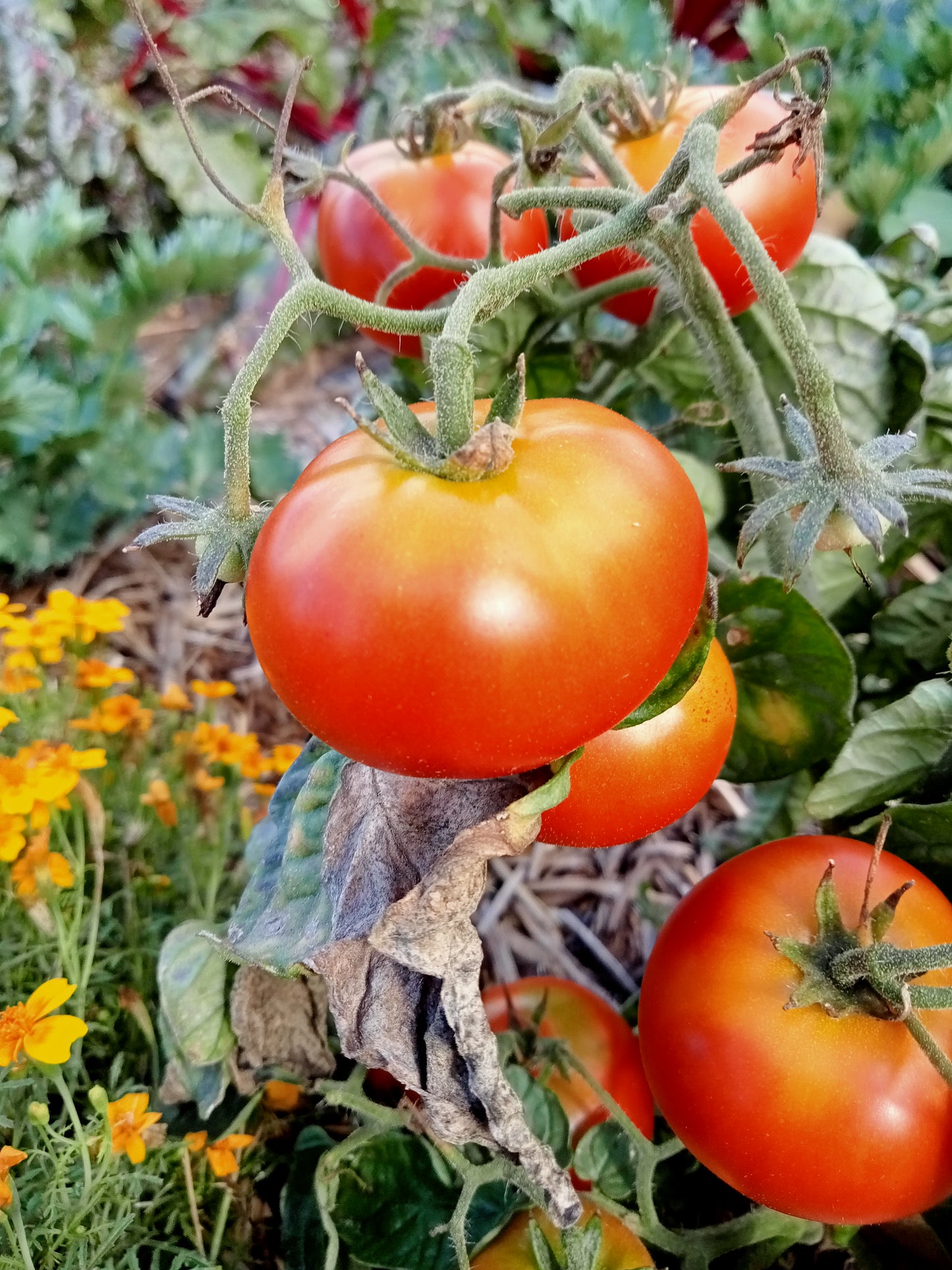 Tomate Joyau d'idaho (Naine)