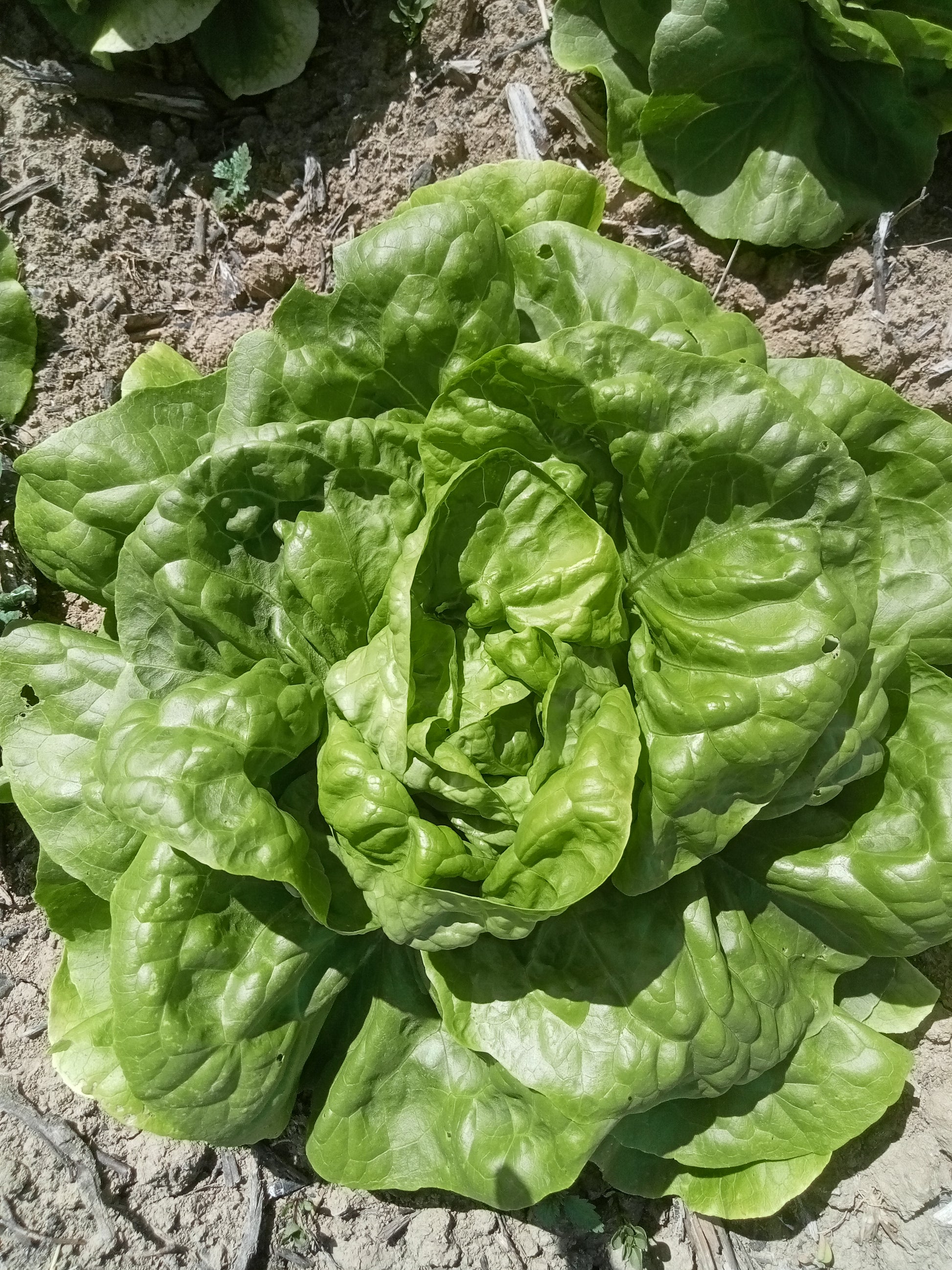 (Lactuca sativa)  Variété rustique aux feuilles vertes et croquantes rassemblées dans une grosse pomme ferme. Comme son nom l’indique, elle résiste bien à la chaleur et monte lentement en graine. Elle est parfaite pour les cultures d’été et se sème de mars à Juin pour une récolte 8 à 10 semaines plus tard.  Semis Mars à Juillet